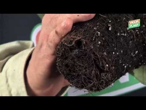 Educational MiniMovie Vigorplant: Terriccio Protettivo Comfort Line