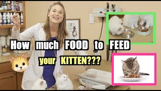 How much food to feed your Kitten? | Veterinary Approved