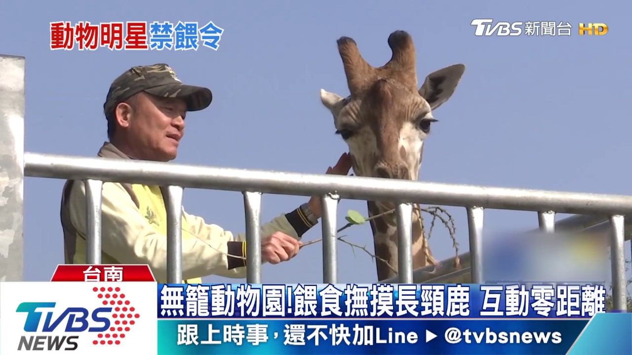 無籠動物園!餵食撫摸長頸鹿 互動零距離