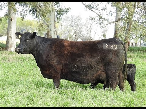 LOTE 32 - RP 298 IRUPE - 4* Remate anual Cabaña La Esencia - El Angus Esencial