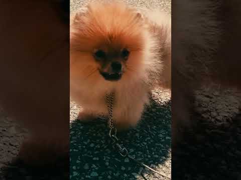 Deutscher Zwergspitz Welpe kaufen