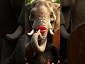 “Makeup Queen Elephant 🐘💄 | ‘Main Kitni Khubsurat Hoon!’ Funny Jungle Video #shorts”