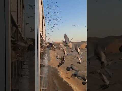Release of Dubai OLR Final’24 at 7.20 am from 300km distance. Good luck to everyone! #racingpigeons