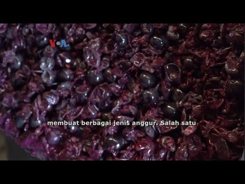 VOA - INDUSTRI ANGGUR TURKI MELONJAK PESAT DI TENGAH KEBIJAKAN ISLAMIS PRESIDEN ERDOGAN