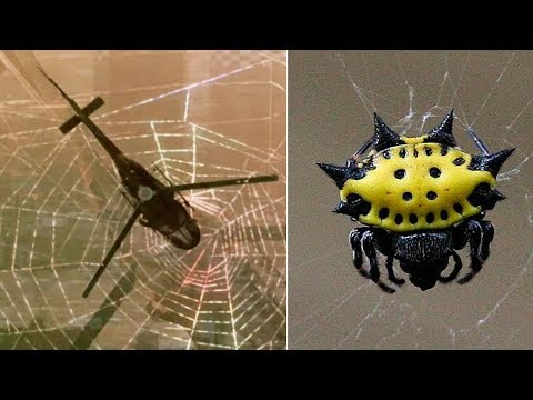 THE STRONGEST SPIDER WEBS In The World 🕸