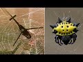 THE STRONGEST SPIDER WEBS In The World ?