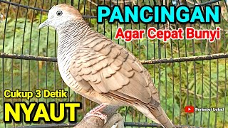 Download lagu Perkutut Lokal Gacor Suara Pancingan Burung Perkutut Paling Ampuh Agar Cepat Bunyi Gacor Manggung  mp3