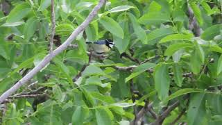 Download lagu African Blue Tit, Imli, Atlas Mountains, Morocco, 16/5/22 mp3 Download lagu African Blue Tit, Imli, Atlas Mountains, Morocco, 16/5/22 mp3