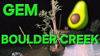 PLANTING A GEM AVOCADO TREE & PROTECTING TREE FROM WINTER FROST