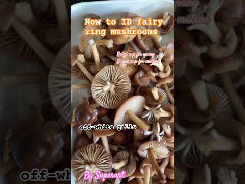 How to ID fairy ring mushrooms