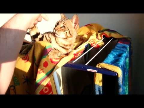 Bengalsandmore - Morpheus on the cloth drying rack