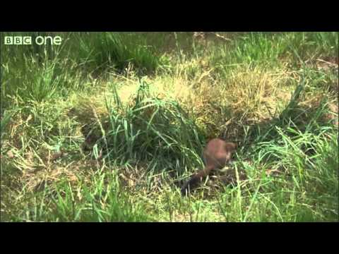 Life - Stoat kills rabbit ten times its size