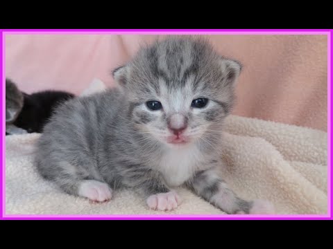 😊 OUR FOSTER KITTENS' FIRST FEW WEEKS OF LIFE 😍