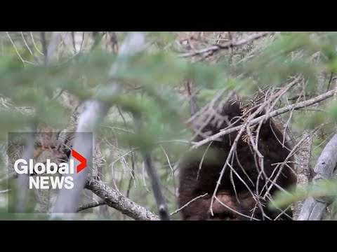 World-famous Sasquatch hunter on new series exploring possible Bigfoot sightings in Ontario