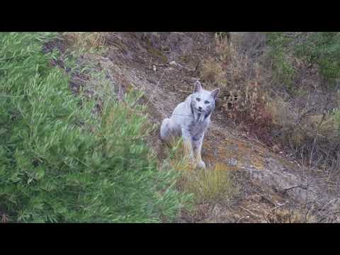 White  Iberian lynx / lince iberico branco