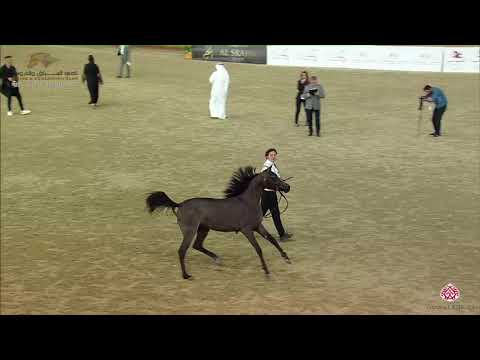 N 28 MAZAYA AL SHAQAB   22nd Qatar National 2019   Filly foals Class 1B
