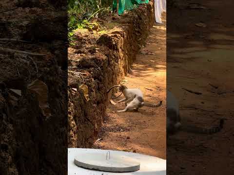 🐈‍⬛ 🐍 Fight,Finally snake escaped.            #cat #snake