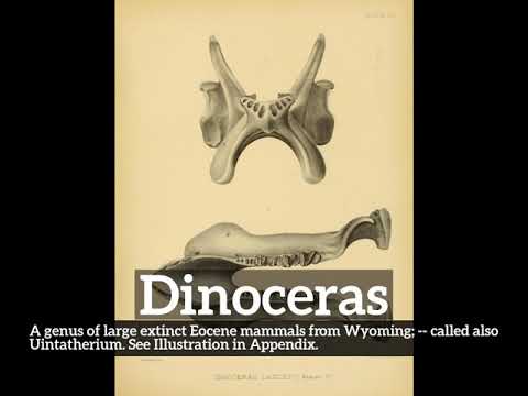 What is Dinoceras? | How Does Dinoceras Look? | How to Say Dinoceras in English?