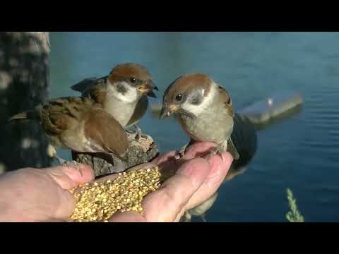 手の上に来る小雀達 20220628pm 4（天満宮）