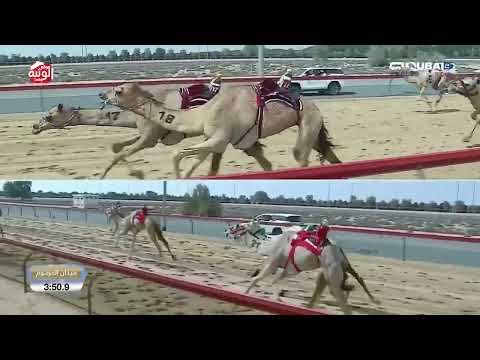  ش 7 (عسيلة) لـ هجن الشحانية  9:08:8 , تأهيل المرموم 2026/03/05 ايذاع 