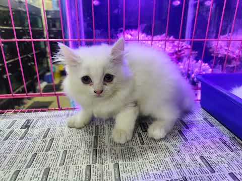 available persion cat🐈😸😸 call: 9789136390