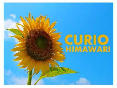 CURIO - Himawari ( ひまわり ) - ( SunFlower )