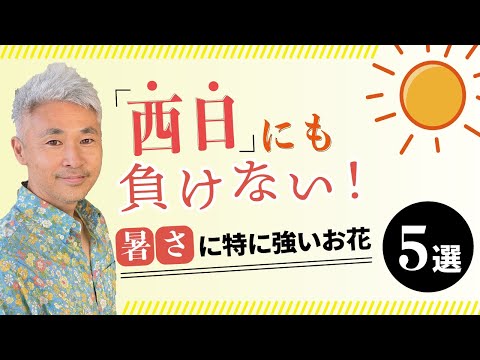 南向きのバルコニーに適した植物は何ですか?太陽と暑さを好む品種はこちら  庭園