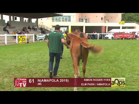 Show Aqps Ouest 2019 : Lot 61- N(AMAPOLA 2019)