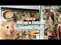 How to Set up a Natural Hamster Cage - Upgrading HAMSTER's German Inspired Enclosure! 🐹🍄🌿