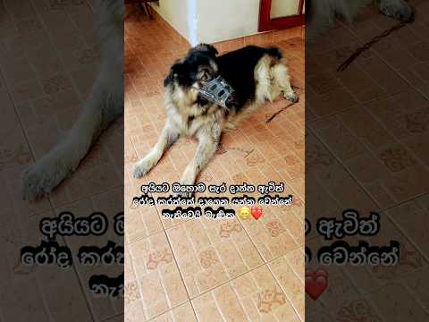 එයා සැර චන්ඩියෙක් හිරු අයියට අදාල නැ 😁 #dog #doglove #beautiful