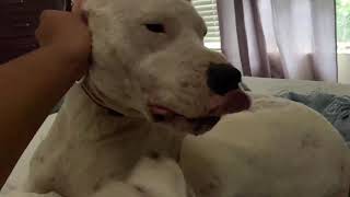 Mata Dogo Argentino playing with her girl