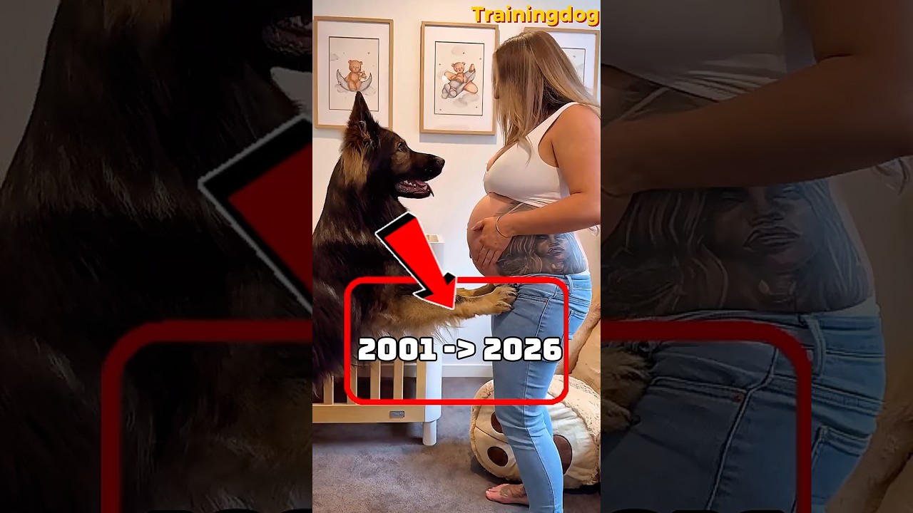 Dog training Thank you, my best friend, my German Shepherd. #dog #malinois #k9 #germanshepherd