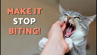 This is the TRUTH About WHY Your CAT BITES When You PET Them! 🚨😼 (FYI They Don't Hate You)