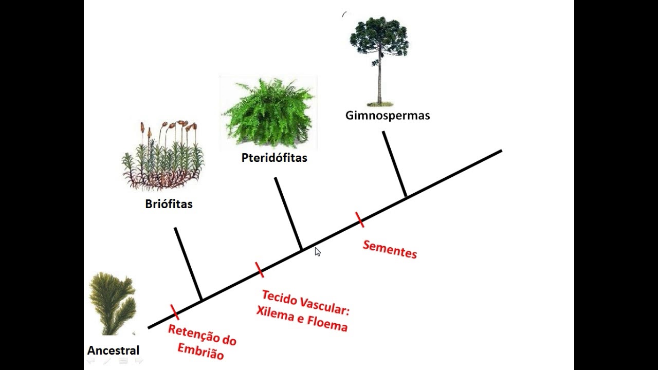 Filogenia das Plantas 1 - Sistemática Vegetal - Prof. Ana Paula