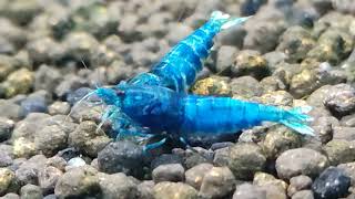 Caridina sp.Blue Bolt SS 