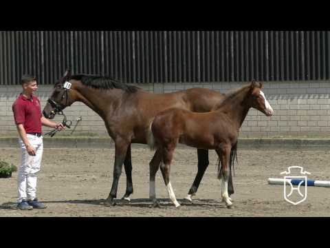 Holsteiner Fohlenchampionat 2017 - Bordesholm - Siegerhengstring