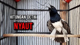 Download lagu kacer gacor NGEPLONG tarung ini paling ampuh buat PANCINGAN KACER agar EMOSI mp3