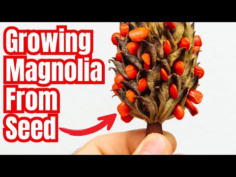Master the Art of Growing Magnolia Trees from Seed: Complete Guide