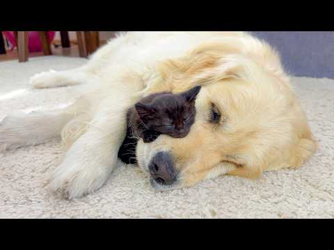 YouTube 썸네일