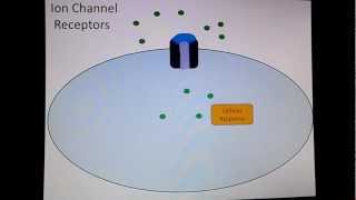 Ion Channel Receptors