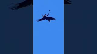 Download lagu pertarungan burung elang vs burung elang di udara #shortvideo #fyp #burungelang mp3