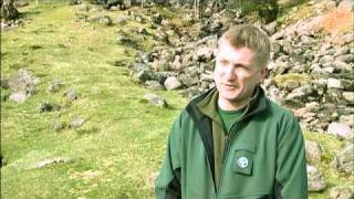 Llamas help move endangered vendace