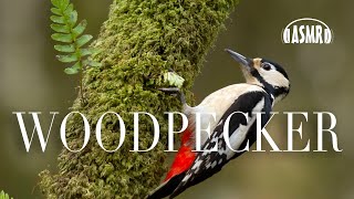 Download lagu 🐧🐧🐧 ASMR Burung Pelatuk - 2 JAM - Suara bisikan, sentuhan, relaksasi, meditasi - hutan yang tenang mp3