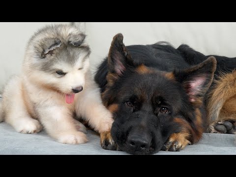 What Does a Alaskan Malamute Puppy Do When It Finds a Sad German Shepherd!