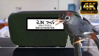 Download lagu POKSAY MANDARIN [PANCINGAN SUARA BURUNG POKSAY MANDARIN] │ SUARA JERNIH & TANPA IKLAN!!! mp3