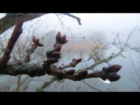 Psalm 45:  1 en 7. Mijn hart, vervuld met heilbespiegelingen,