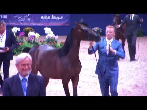 Memories of Aachen 2019 - All Nations Cup - Part 15 - Championship -  Yearling Colts