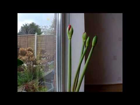 Red Amaryllis Time-lapse Part 1