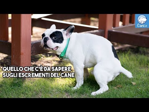 Mezzi per sterminio di parassiti Se lyambliya in un fegato che sentimenti