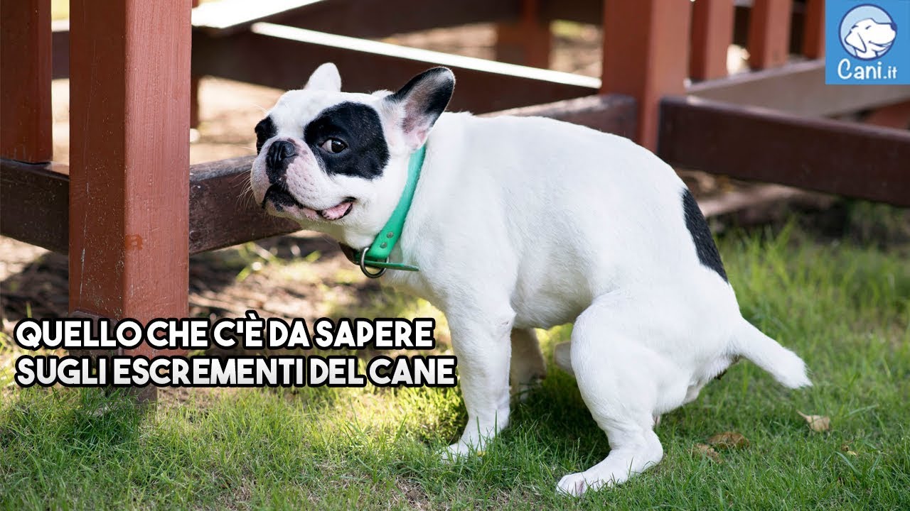 Watch Now Quello che c'è da sapere sulle feci del cane Quello che c'è da sapere sulle feci del cane